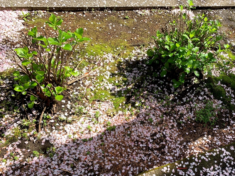 桜の花びらと紫陽花の新緑
